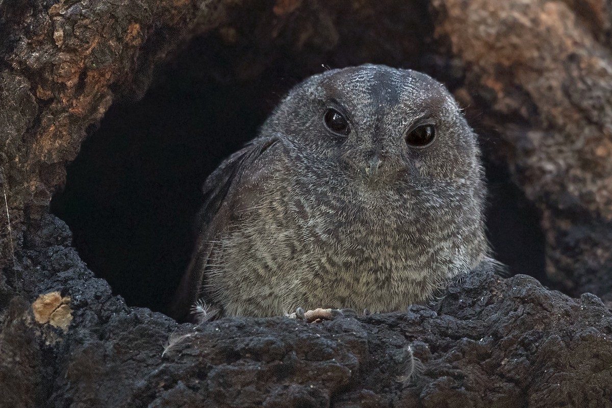 Australian Owlet-nightjar - David Irving