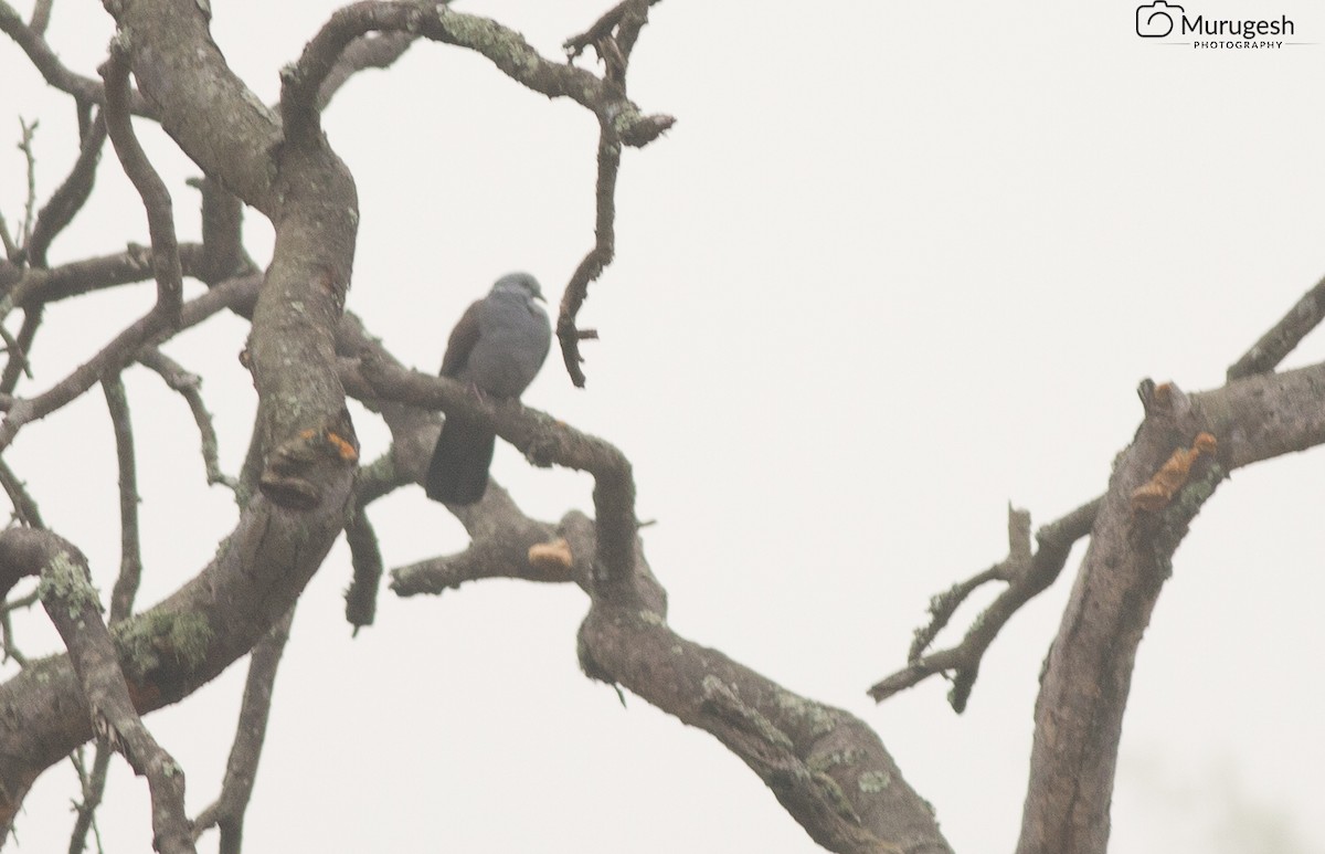Nilgiri Wood-Pigeon - ML43771261