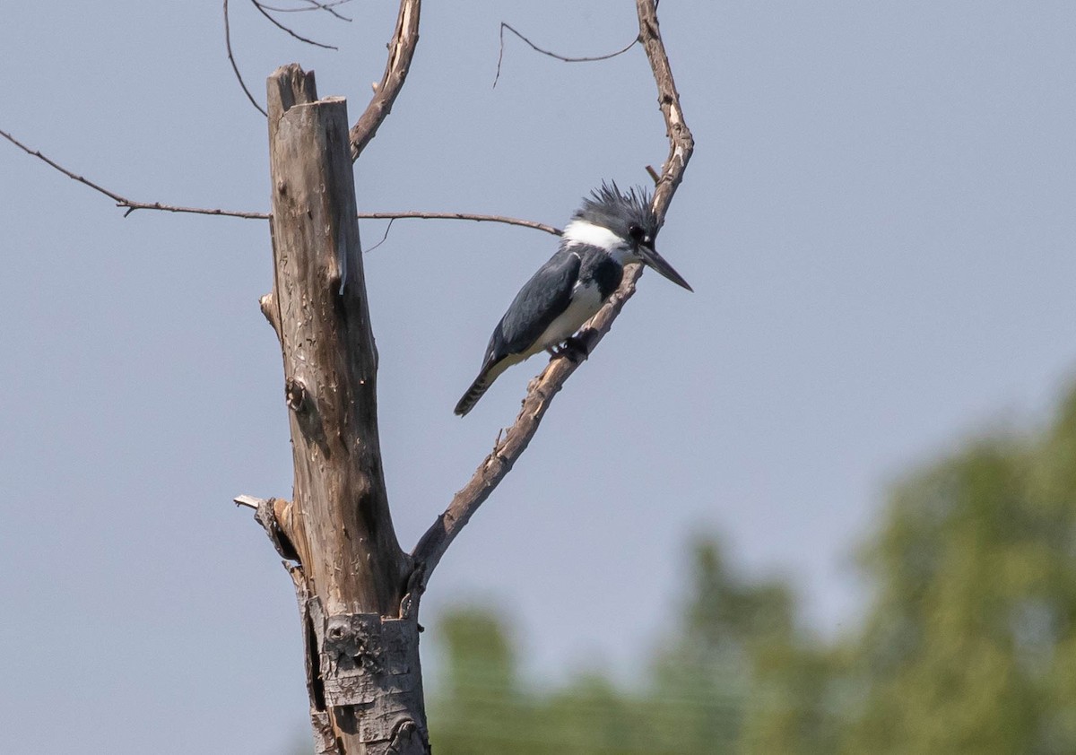Belted Kingfisher - ML437713311