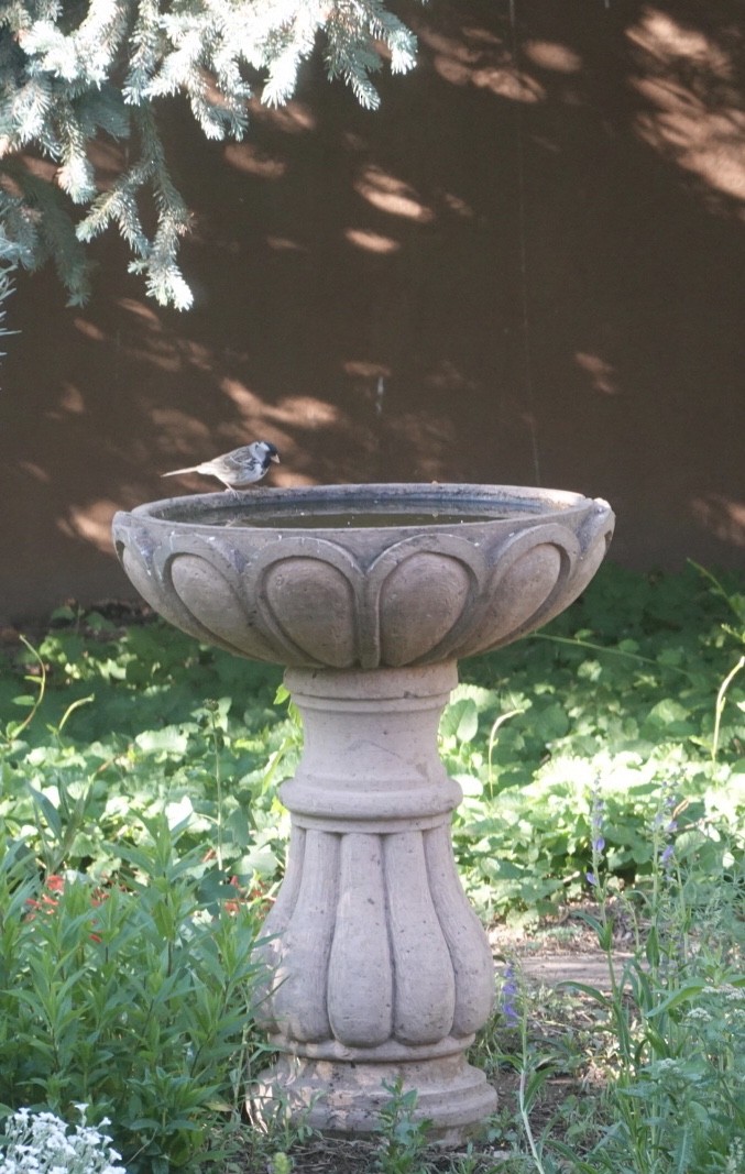 Harris's Sparrow - ML437714461