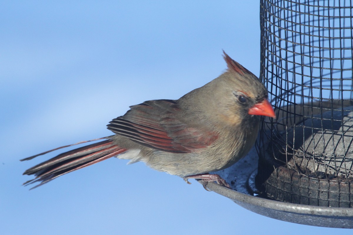 Northern Cardinal - Gord Schirlie