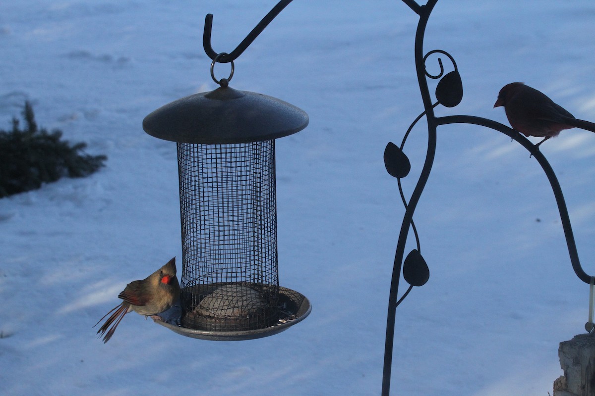 Northern Cardinal - ML437715891