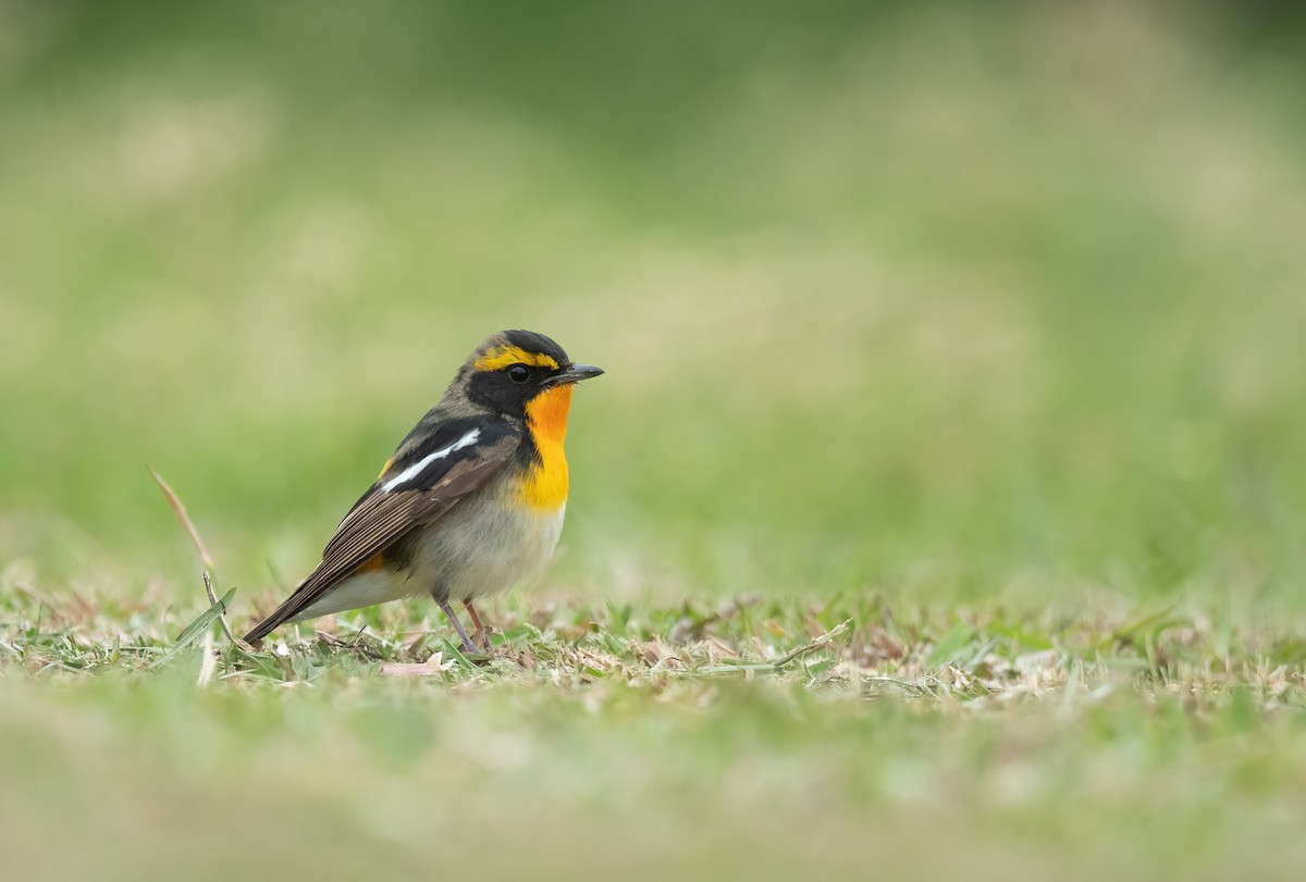 Narcissus Flycatcher - ML437716081