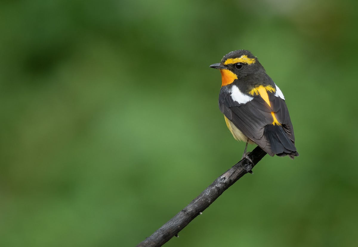 Narcissus Flycatcher - ML437716471