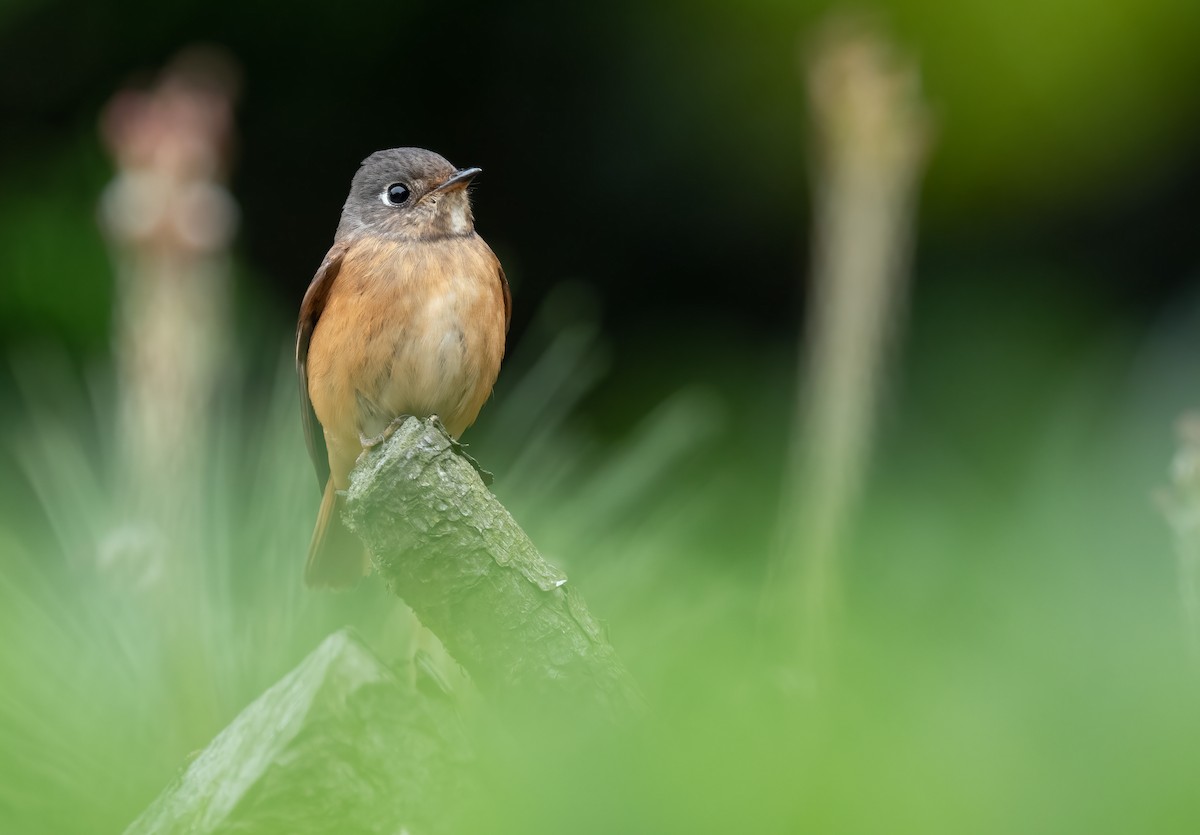 Ferruginous Flycatcher - ML437716551