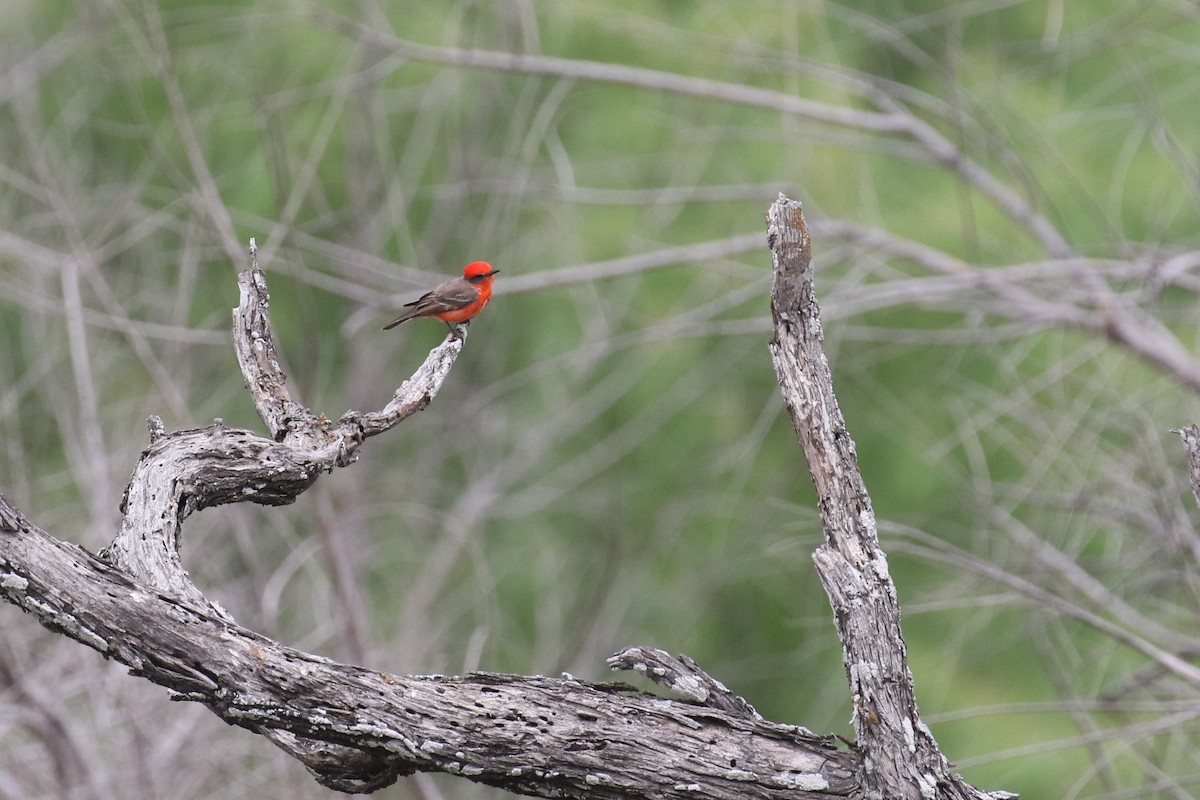 Vermilion Flycatcher - ML437717011