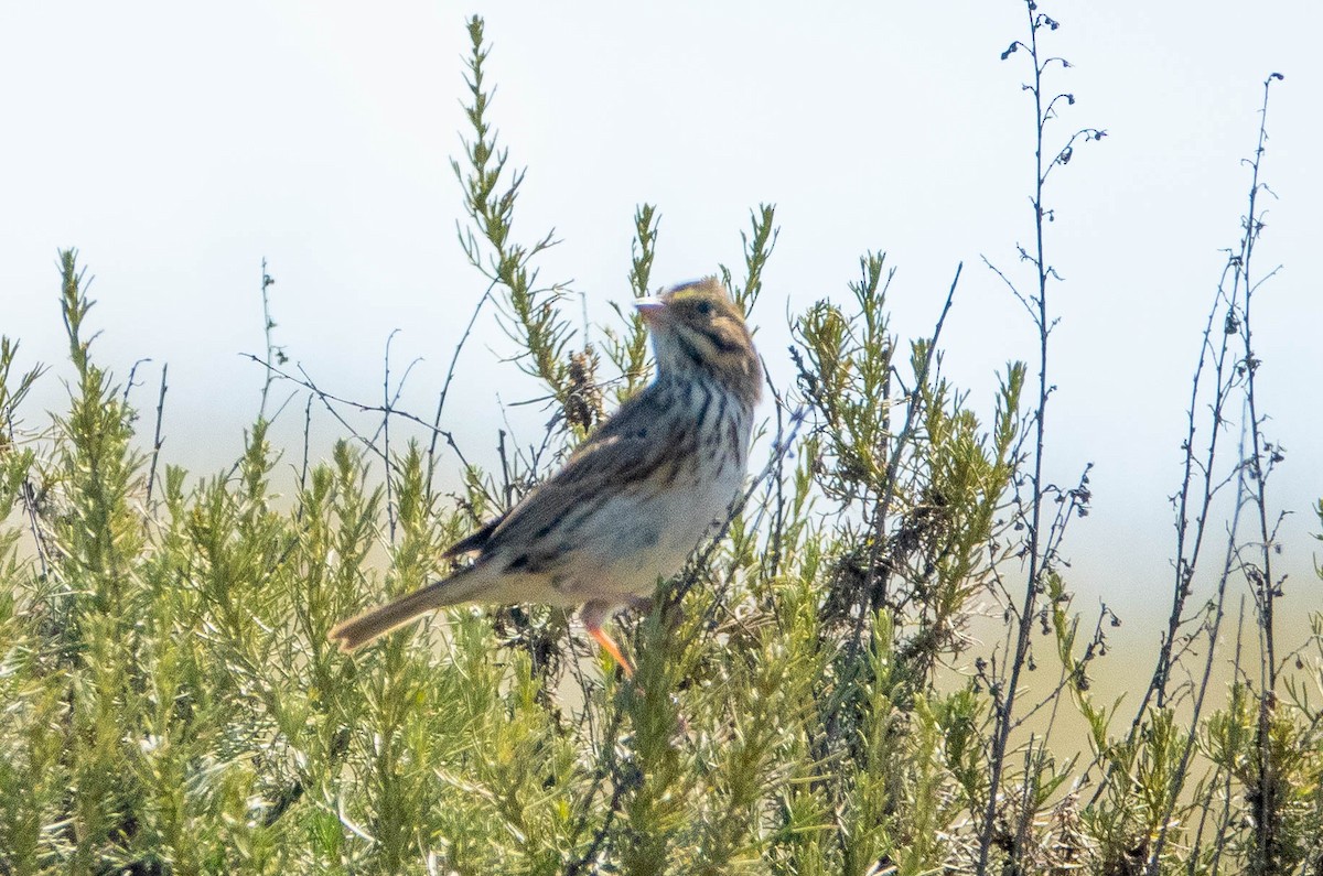 Savannah Sparrow - ML437718211