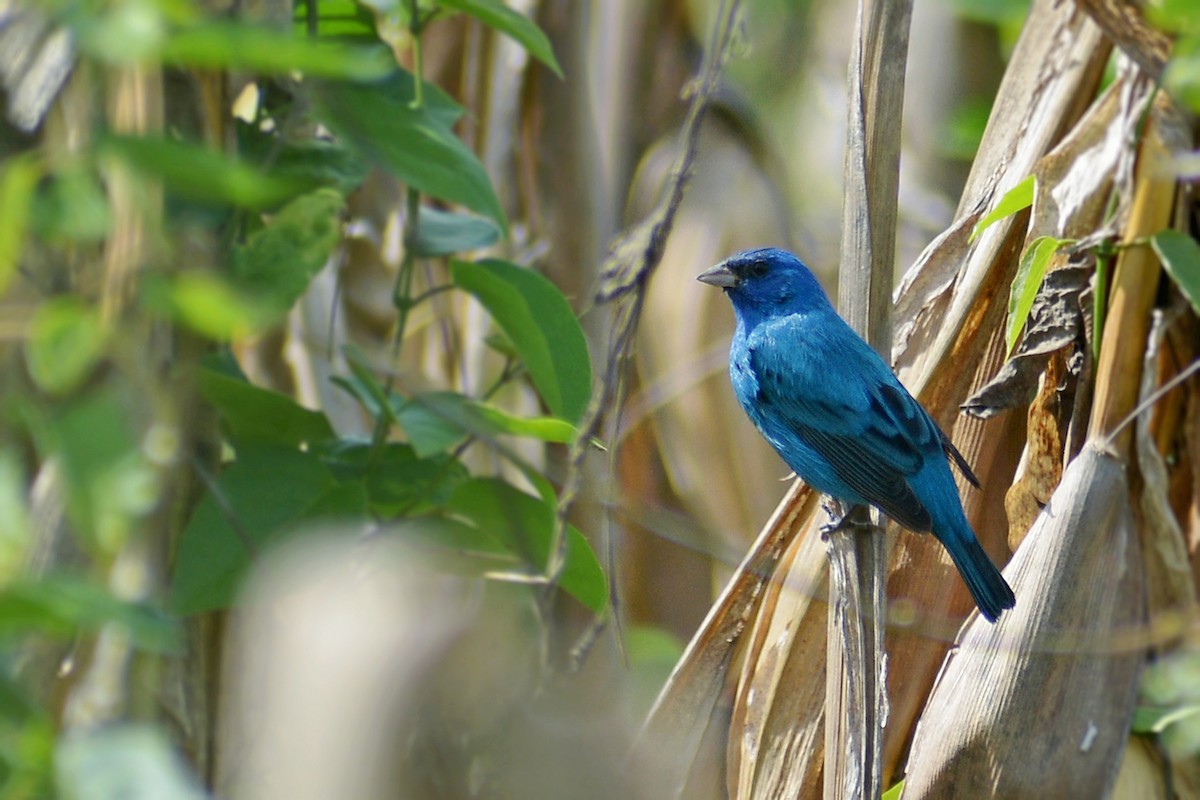 Indigo Bunting - ML437719241