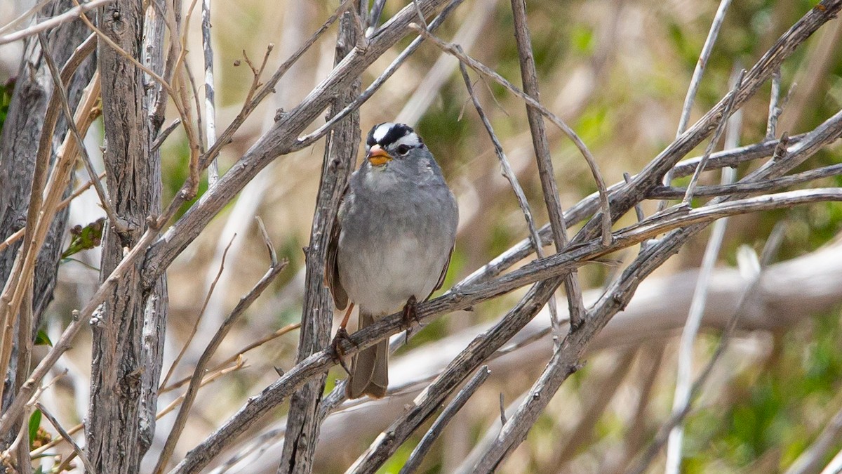 White-crowned Sparrow - ML437720181