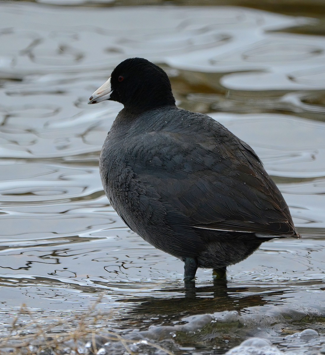 American Coot - ML437720931