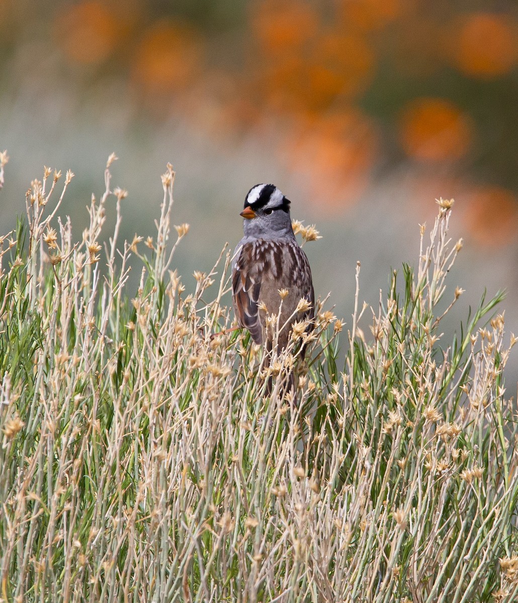 White-crowned Sparrow - Timothy Aarons