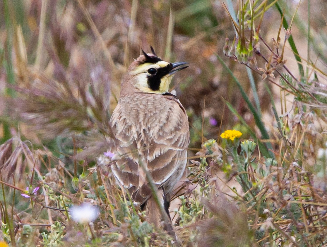 Horned Lark - ML437723461