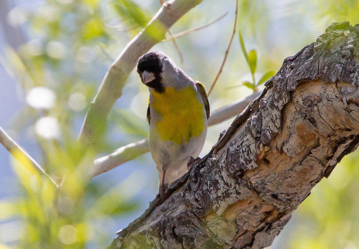 Lawrence's Goldfinch - ML437725231