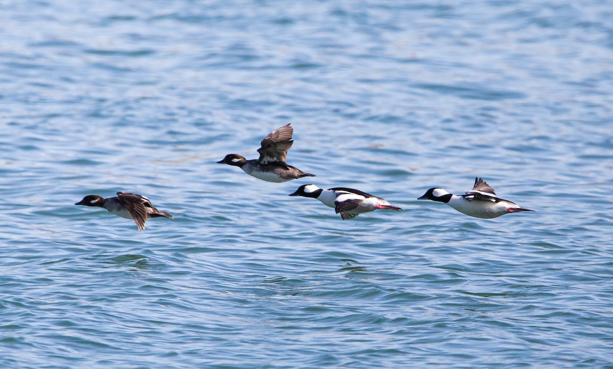 Bufflehead - ML437727431