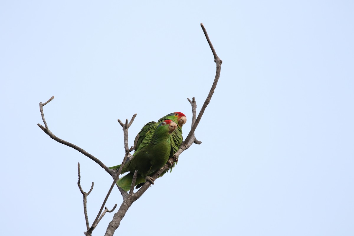 Red-crowned x Red-lored Parrot (hybrid) - ML437728141