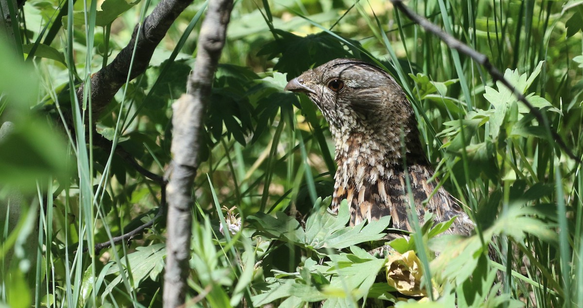 Ruffed Grouse - Diane Eubanks