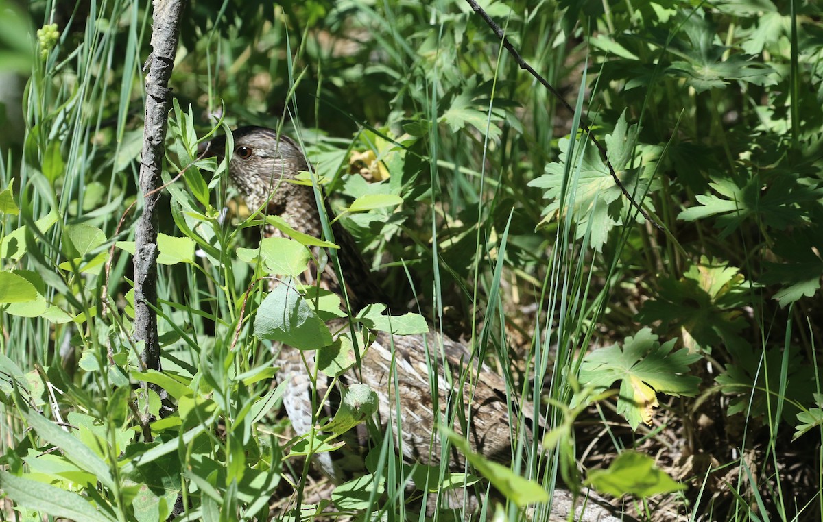 Ruffed Grouse - ML437728451