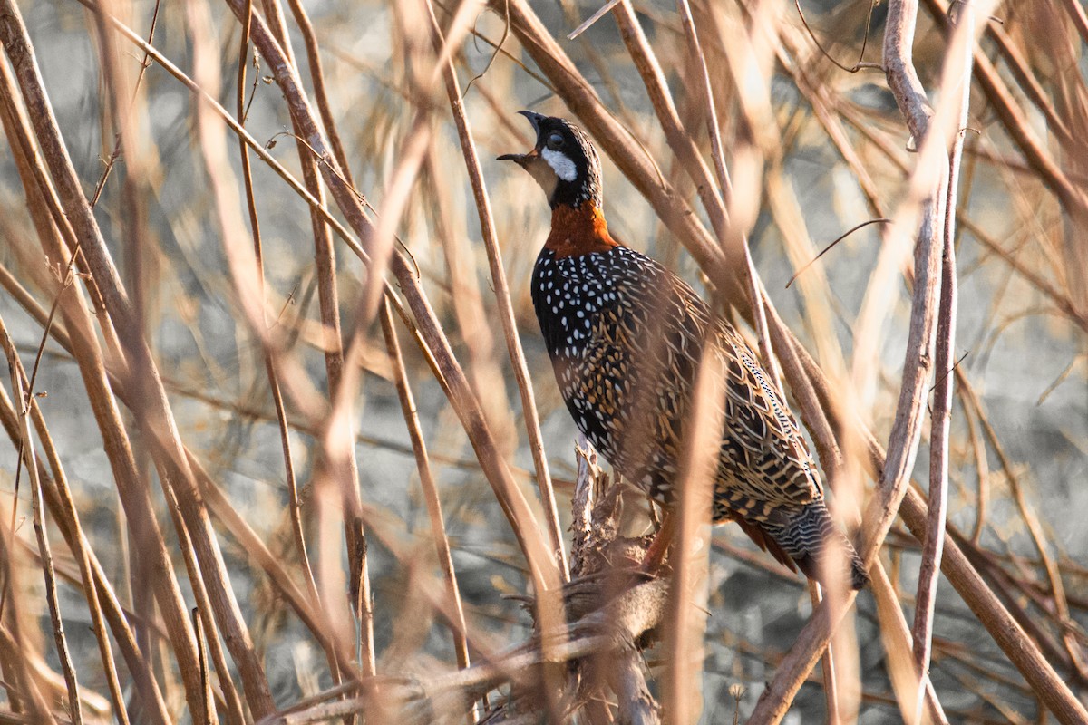 Black Francolin - ML437730701