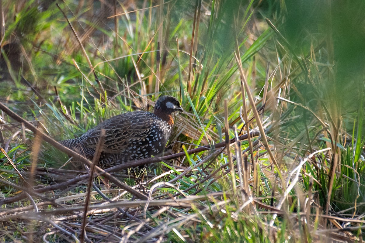 Black Francolin - ML437730721