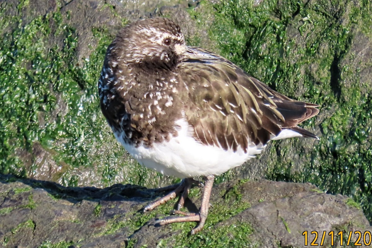 Black Turnstone - ML437731271