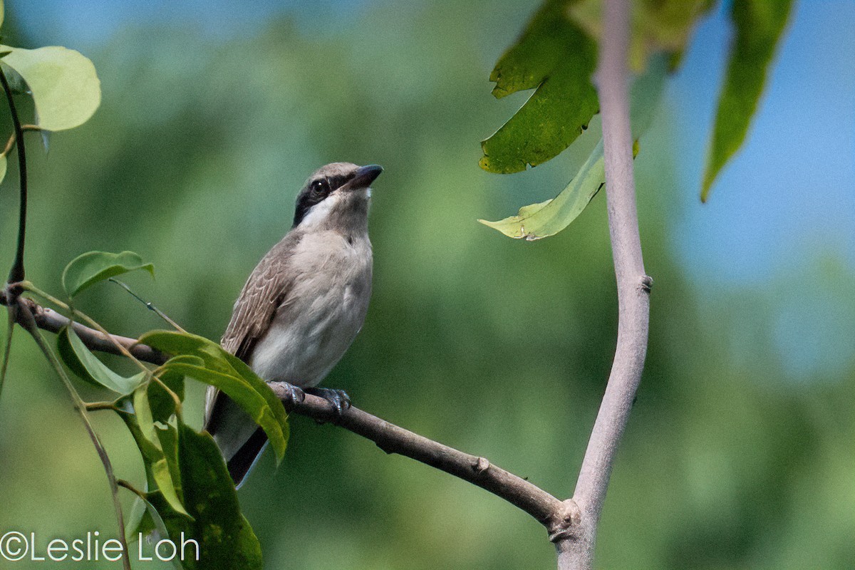 Large Woodshrike - ML437733711