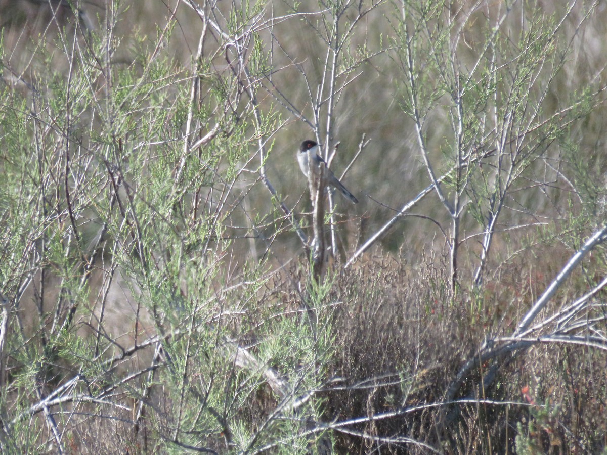 Sardinian Warbler - ML437735921