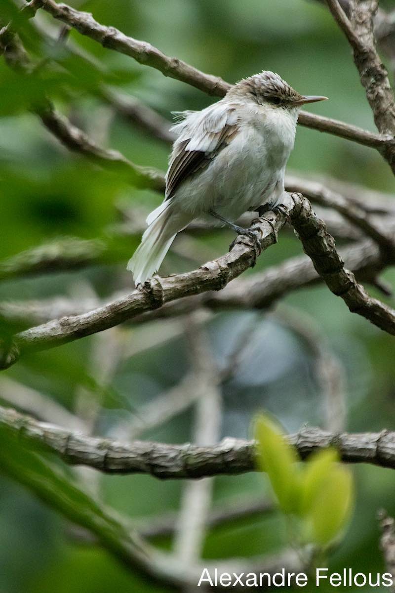 Rimitara Reed Warbler - ML437736521