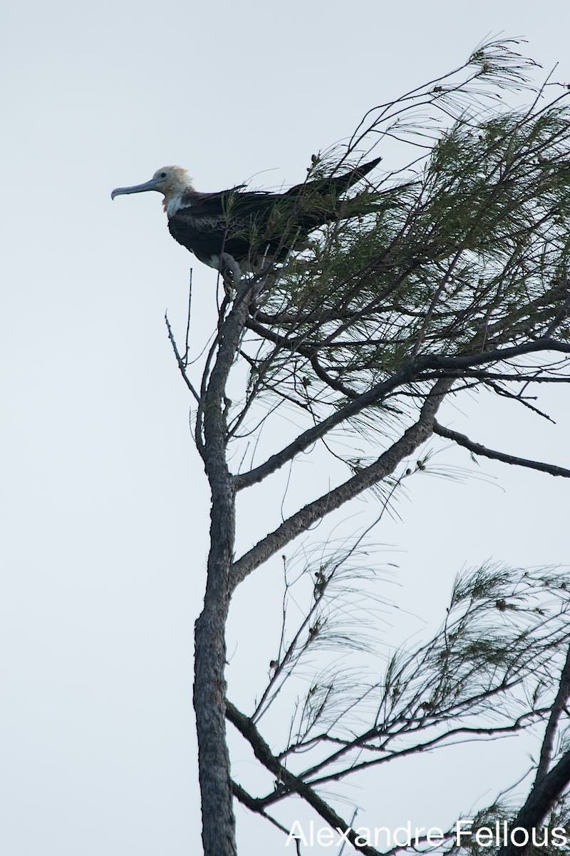 Great Frigatebird - Alexandre Fellous