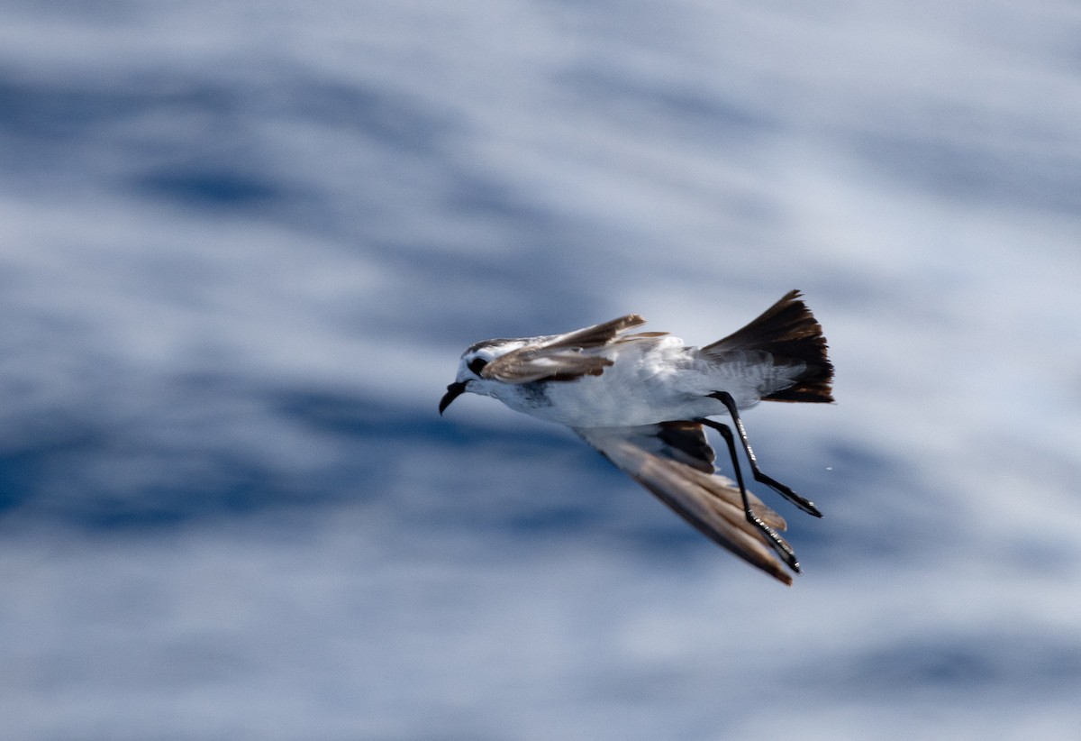 White-faced Storm-Petrel - ML437737091