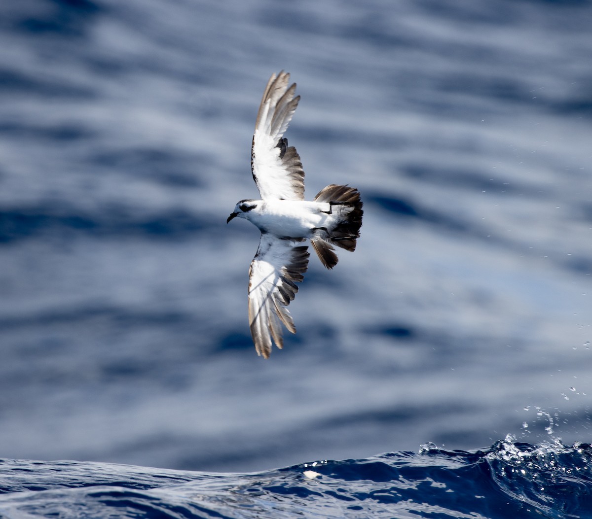 White-faced Storm-Petrel - ML437737101