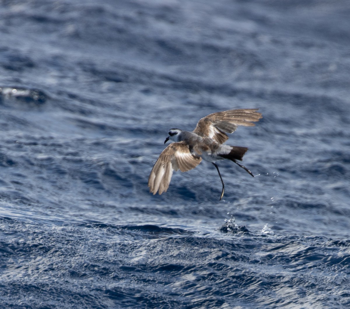 White-faced Storm-Petrel - ML437737111
