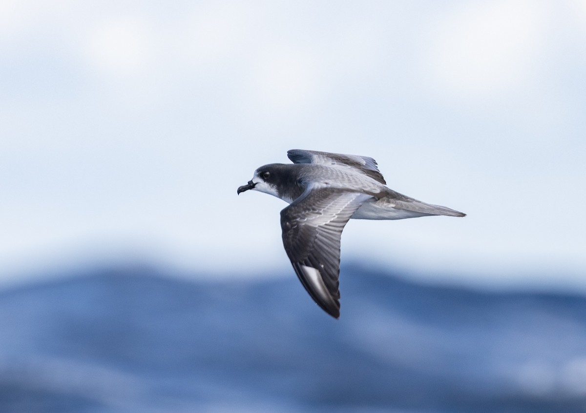 Gould's Petrel - ML437737291