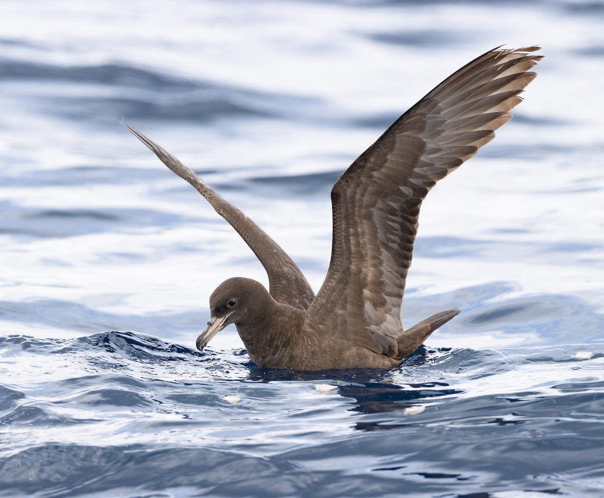 Flesh-footed Shearwater - ML437737381