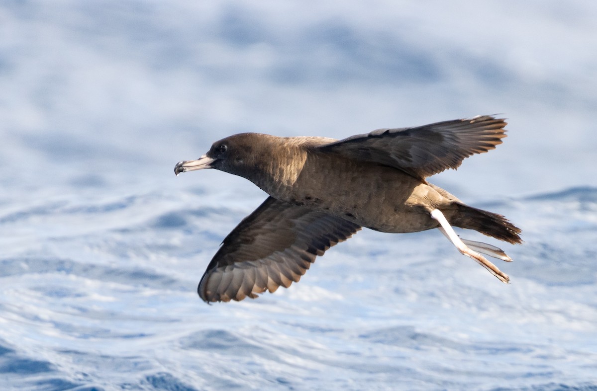 Flesh-footed Shearwater - ML437737391