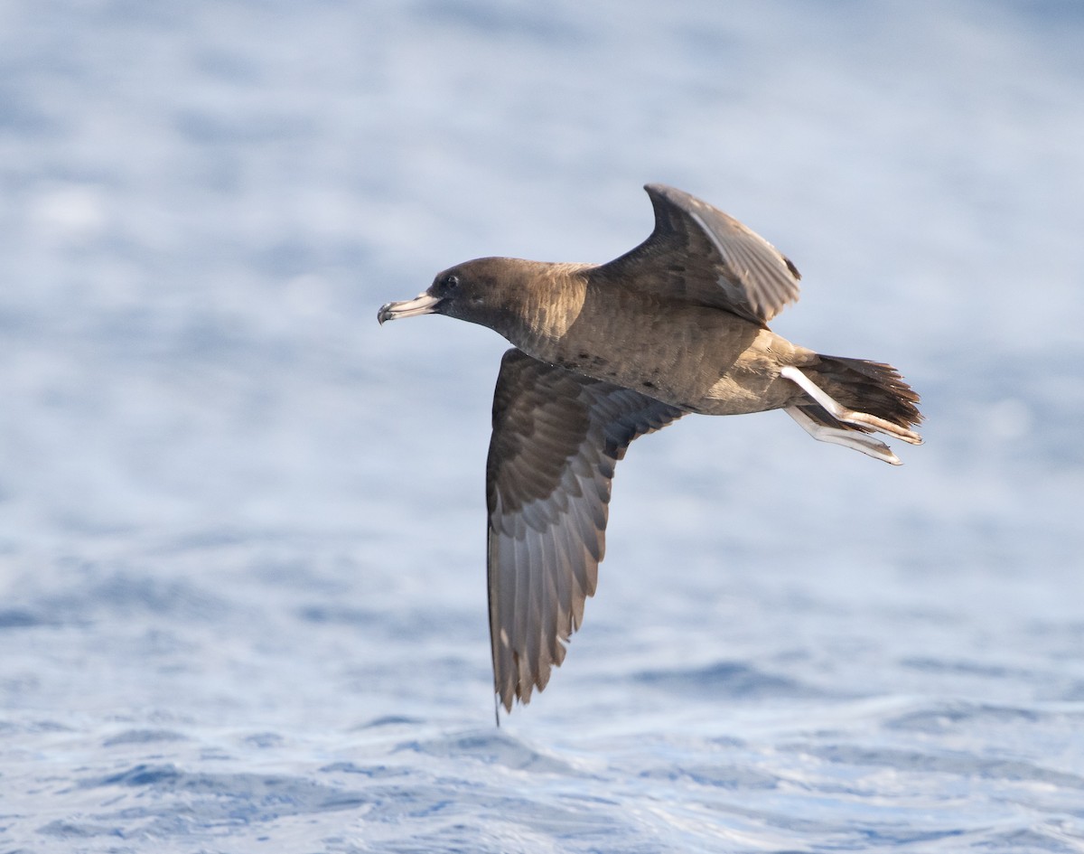 Flesh-footed Shearwater - ML437737401