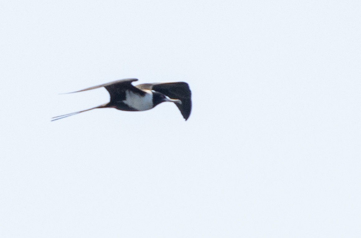 Lesser Frigatebird - ML437737511