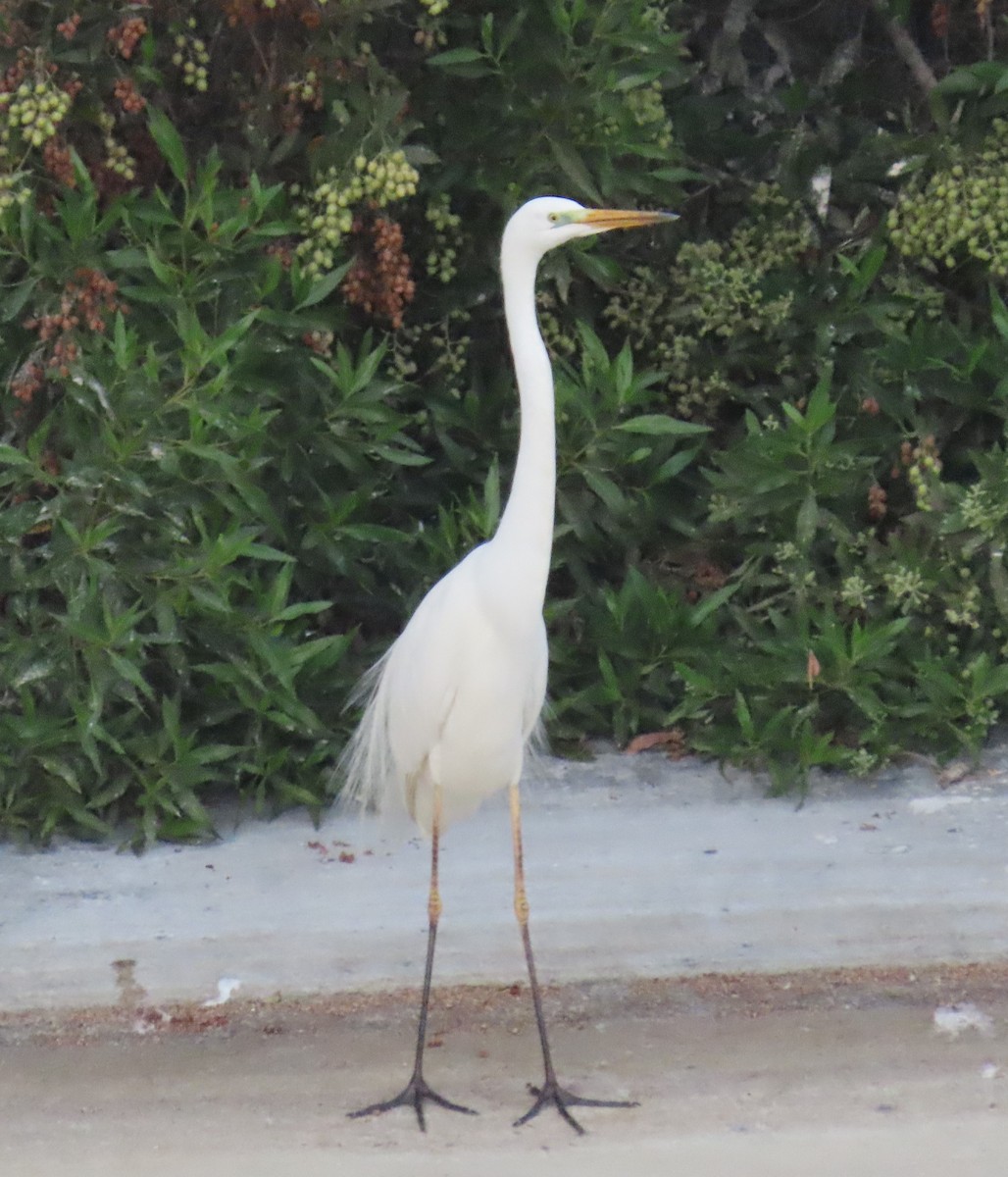 Great Egret - ML437738241