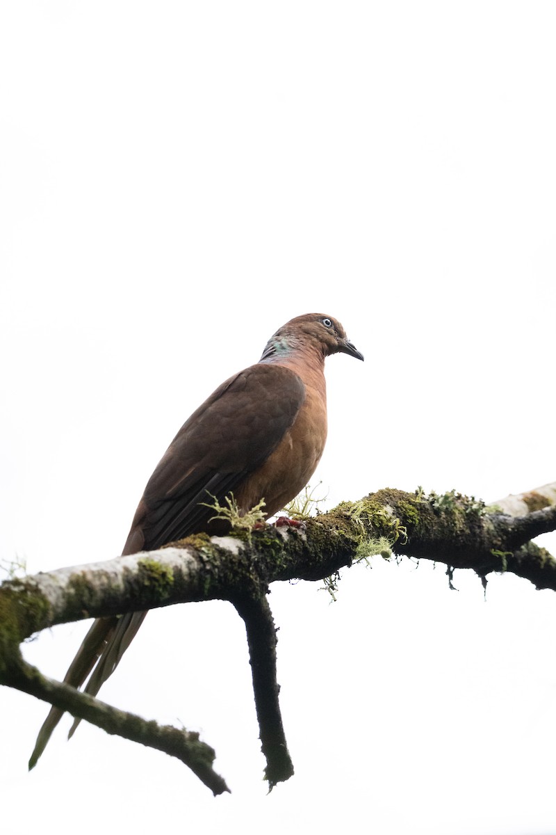 Brown Cuckoo-Dove - ML437738341