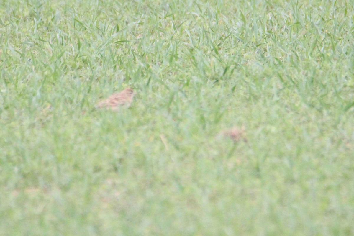 Greater Short-toed Lark - ML437739511