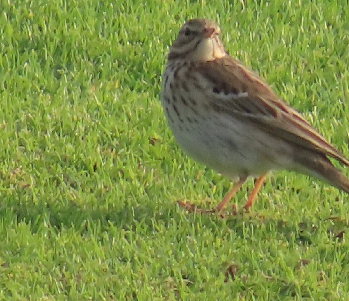 Tree Pipit - Ute Langner