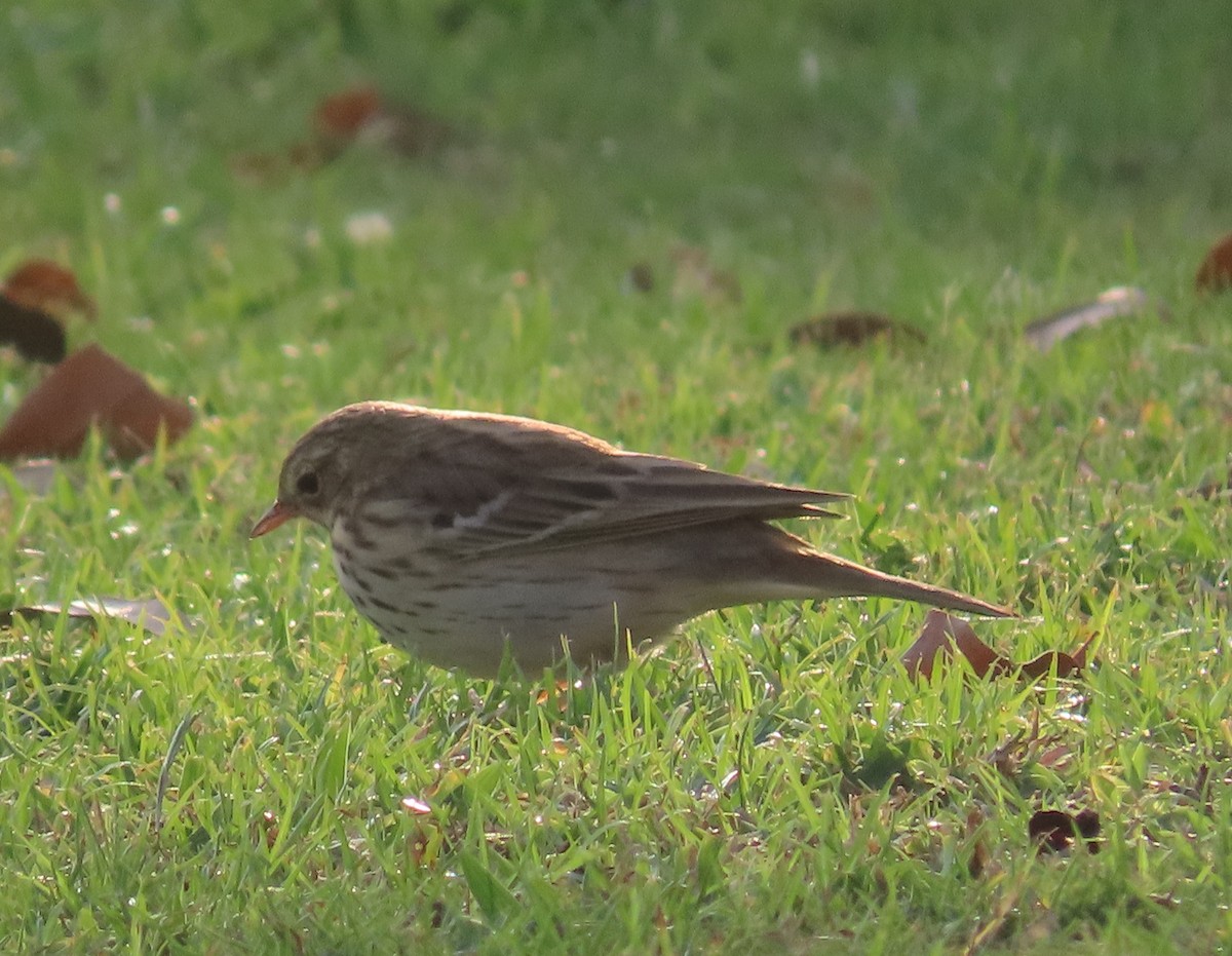 Tree Pipit - Ute Langner