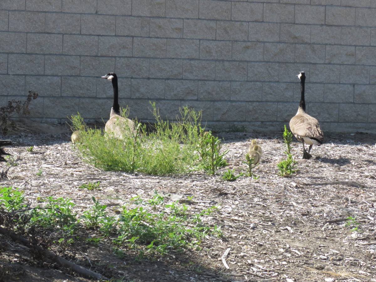 Canada Goose - ML437739761