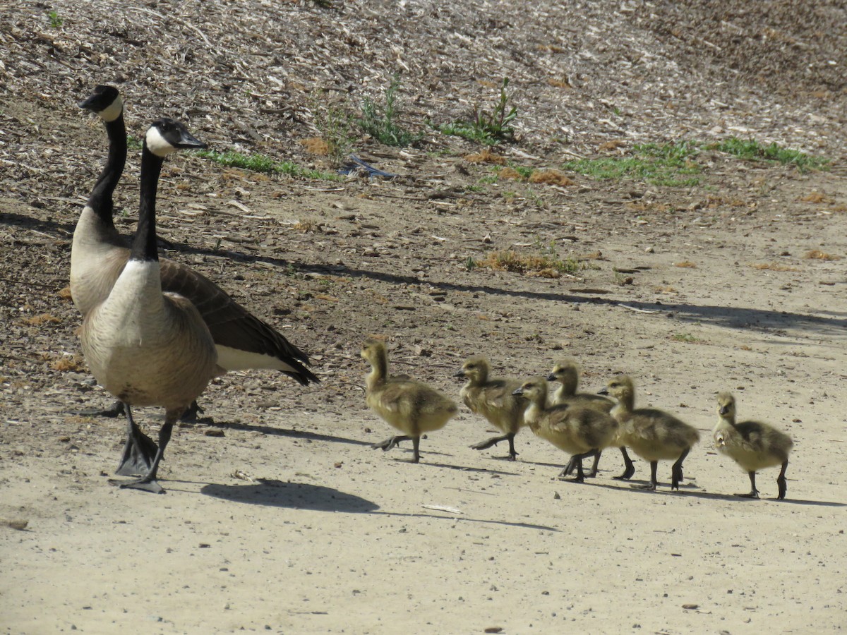 Canada Goose - ML437739981