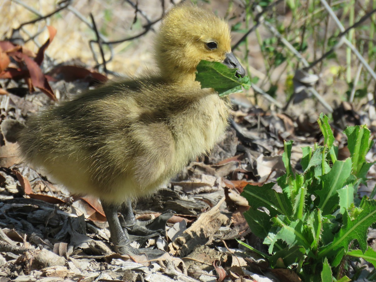 Canada Goose - ML437740171