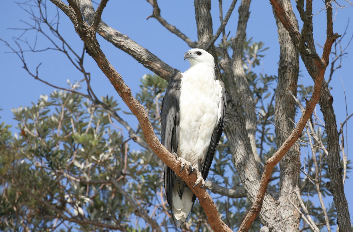 White-bellied Sea-Eagle - ML43774171