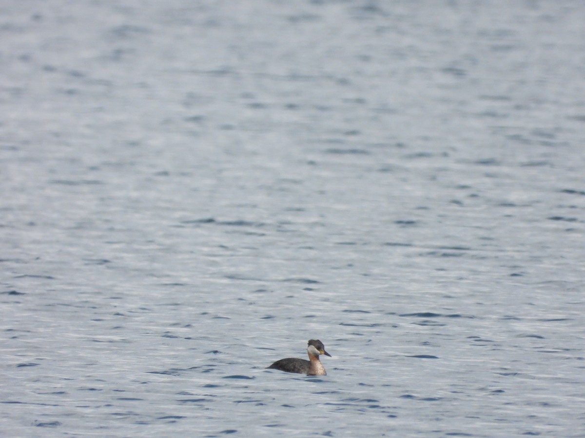 Red-necked Grebe - ML437741941