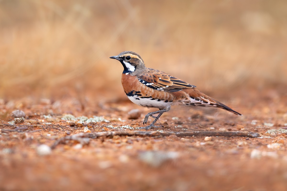 Chestnut-breasted Quail-thrush - JJ Harrison