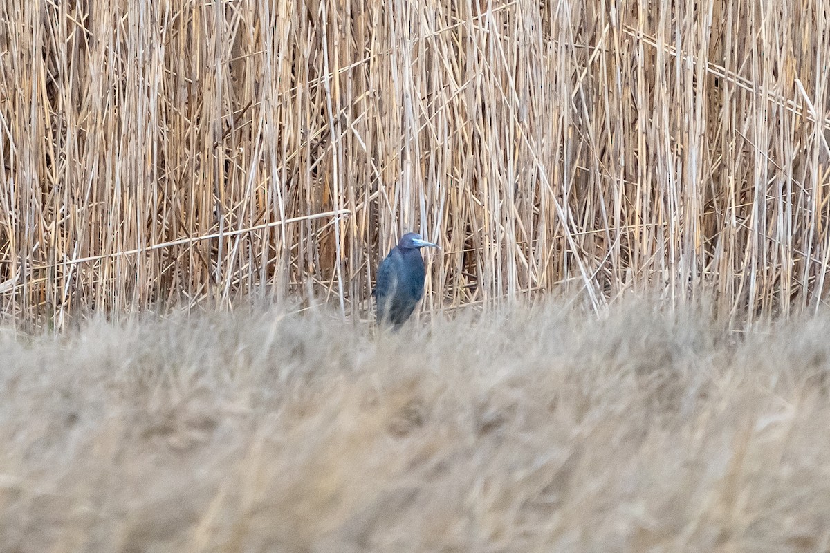 Little Blue Heron - ML437743081