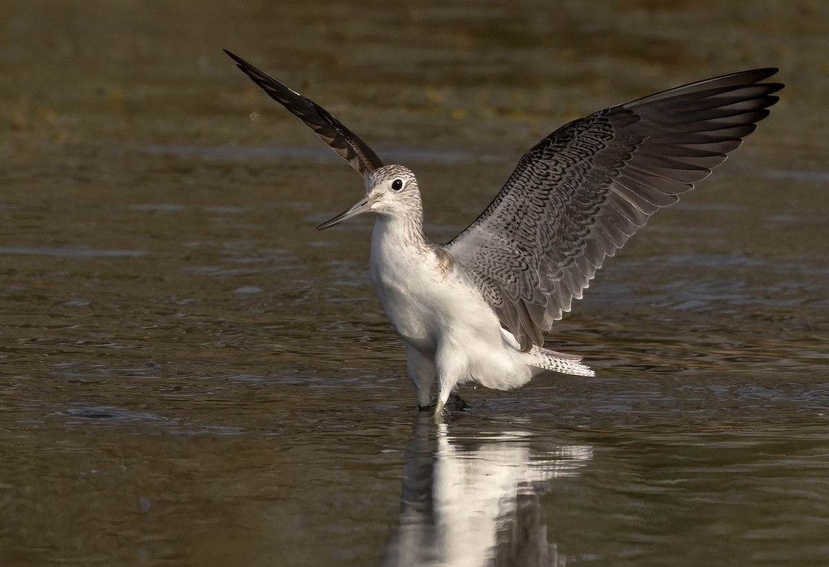 Common Greenshank - ML437743291