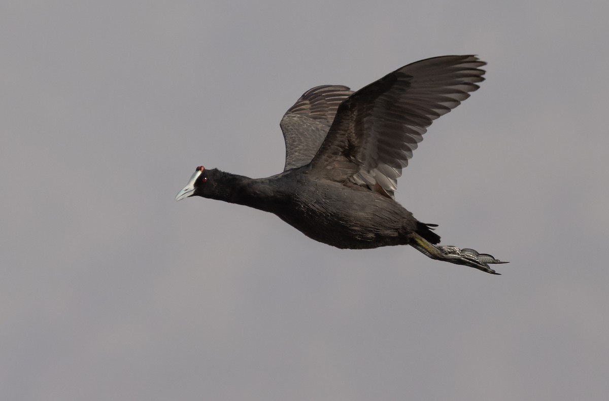 Red-knobbed Coot - ML437743391